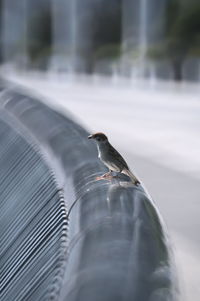 Close-up of bird perching on a pipe