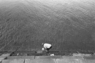 High angle view of bird on rock by sea