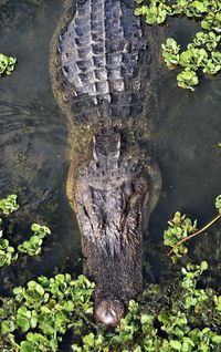 High angle view of crocodile in water