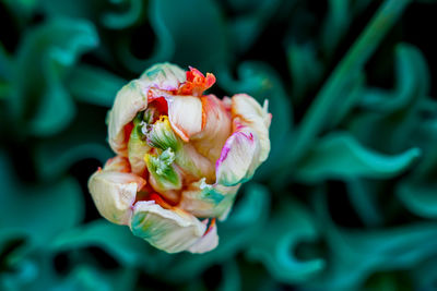 Close-up of flower