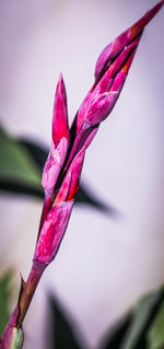 Close-up of pink flower