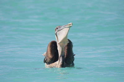 Pelican swimming on sea