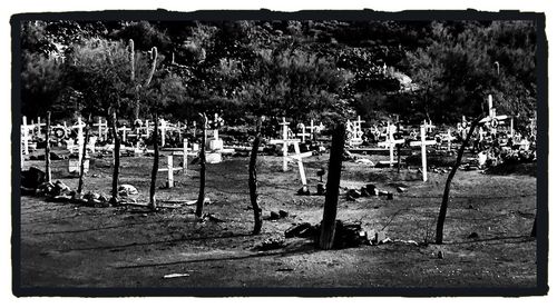 Shadow of trees on ground
