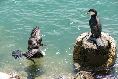 Bird perching on lake