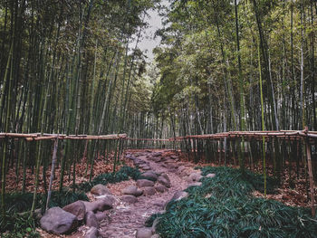 Bamboo trees in forest