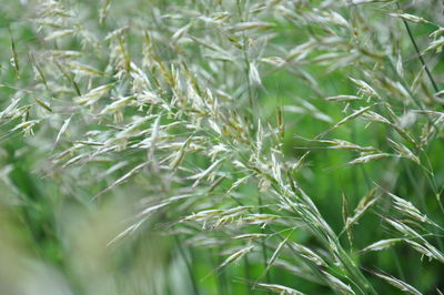 Close-up of crops growing on field