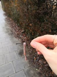 Close-up of hand holding cigarette