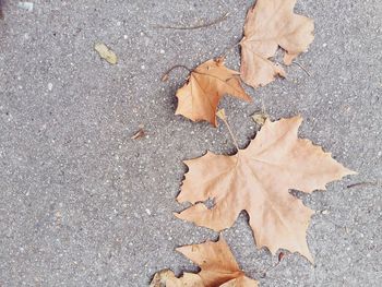 Fallen leaves on road