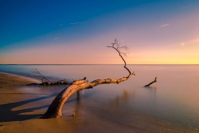 Dead tree by sea against sky during sunset