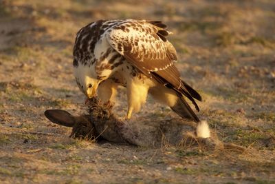 Close-up of eagle in the field