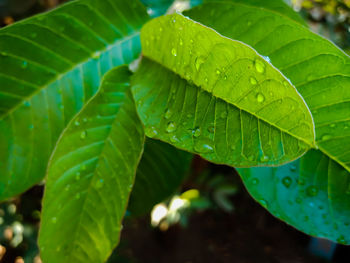 Close-up of raindrops on leaves