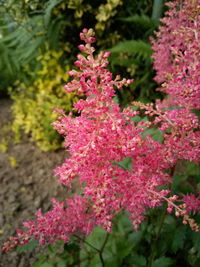 Close-up of pink flowers blooming outdoors