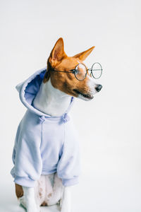 Close-up of a dog over white background