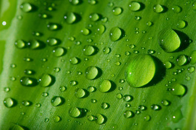 Close-up of water drops on leaf