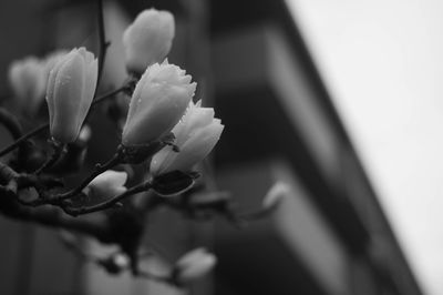 Close-up of white flowering plant