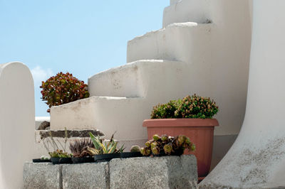 Potted plants against white wall