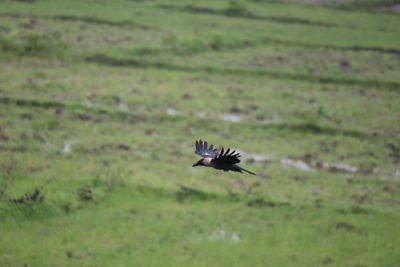 Bird flying over a field