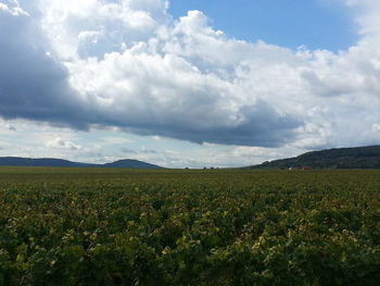 Scenic view of field against sky