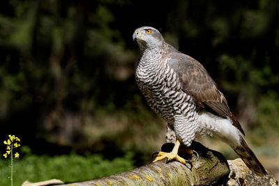 Close-up of bird perching on a tree