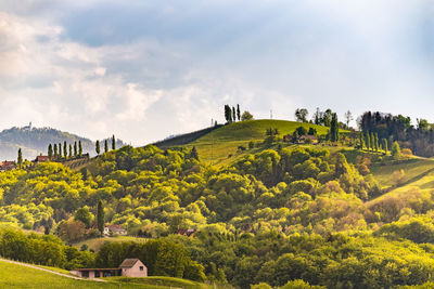 Plants on landscape against sky