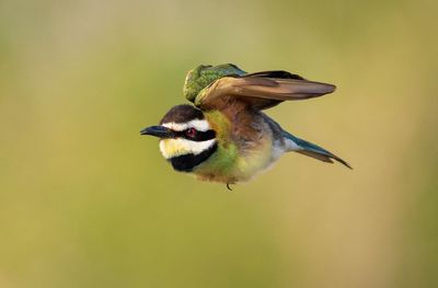 Close-up of bird flying