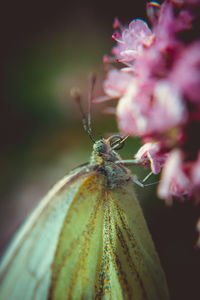 Close-up of butterfly on flower