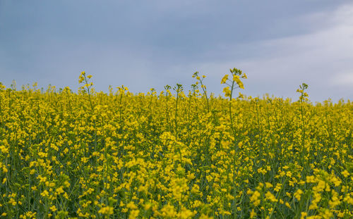 Scenic view of oilseed rape field against sky