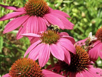 Close-up of pink flower