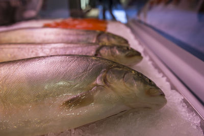 Close-up of fish for sale in market