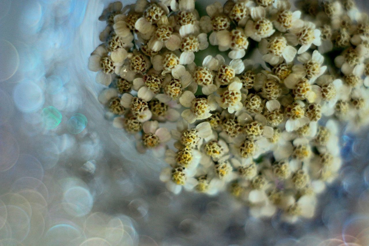 CLOSE-UP OF WHITE ROSE ON SEA