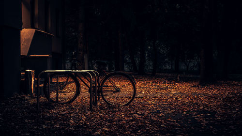Bicycle parked on tree trunk at night