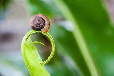 Close-up of snail on leaf