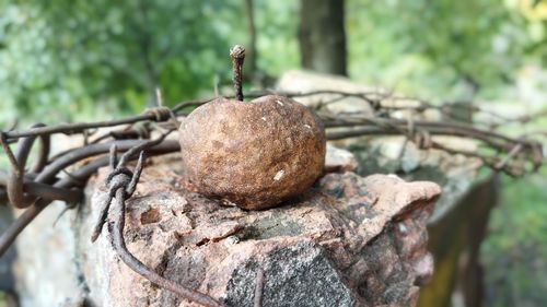 Close-up of rusty metal on wood against trees