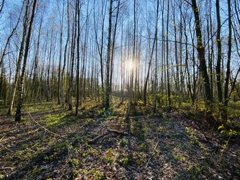 Scenic view of forest against sky