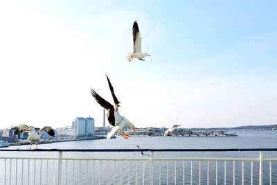 Seagulls flying over river against sky