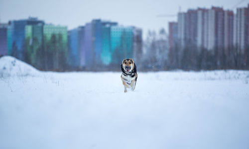 Portrait of dog running in snow