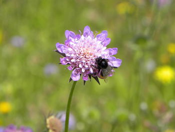 Close-up of bee on purple flower