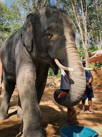 Rear view of man standing by elephant in forest