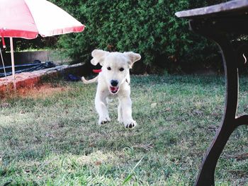 Portrait of dog on grass