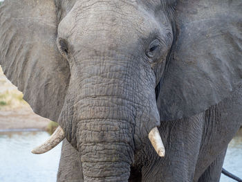 Close-up portrait of male african elephant, botswana, africa