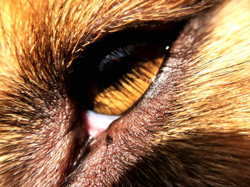 Full frame shot of dog eye