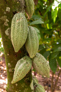 Close-up of fruit growing on tree