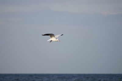 Seagull flying over sea against sky