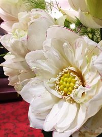 Close-up of white flower