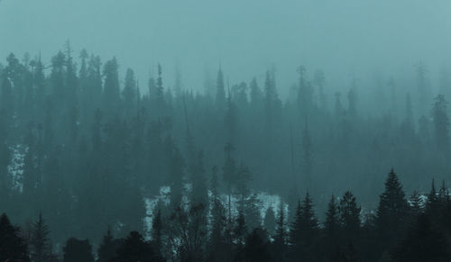 Panoramic view of pine trees in forest during winter