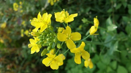 Close-up of yellow flowers