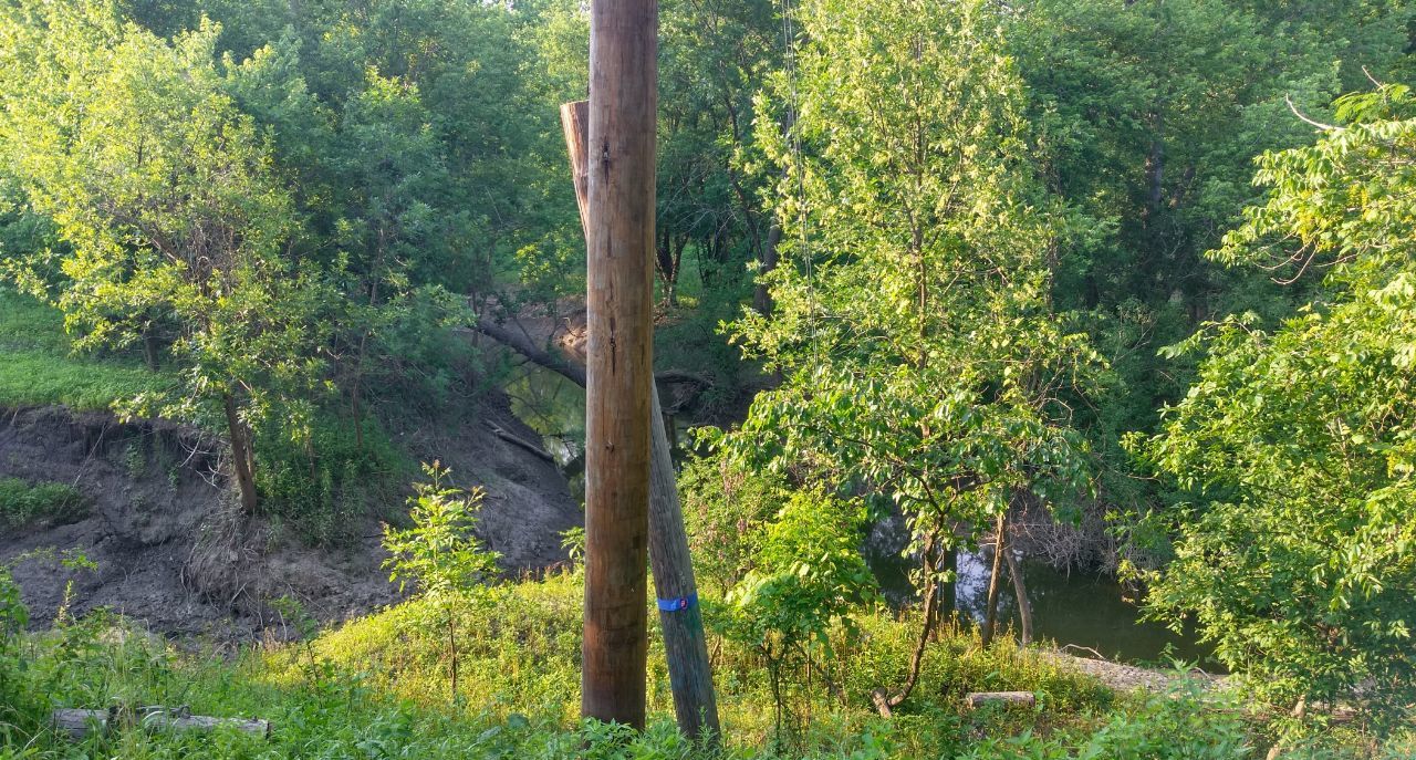 VIEW OF TREES IN FOREST