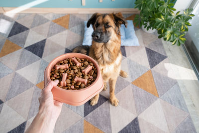 pet