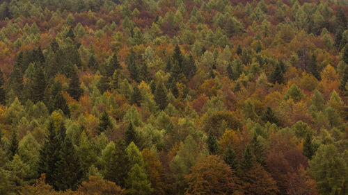 Scenic view of forest during autumn