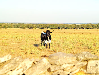 Cows on field against clear sky